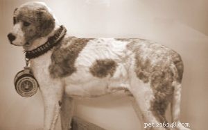 Informações sobre raças de cães Spaniel alpino (extinta)