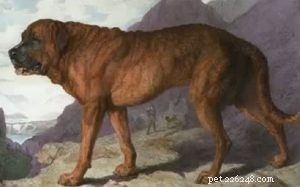 Informace o plemeni alpského mastina (vyhynulého) psa