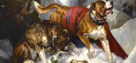 Informace o plemeni alpského mastina (vyhynulého) psa