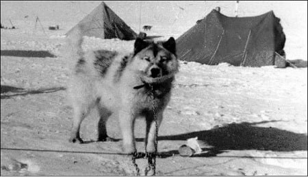 アルゼンチンの極地（絶滅）犬の品種情報 