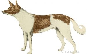Informations sur la race de chien Fuegian (Disparu)