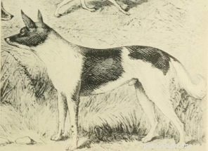 Fuegian Dog（Extinct）Dog Breed Information