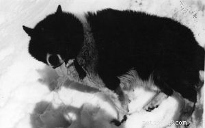 Informations sur la race de chien polaire argentin (disparue)