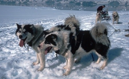 Информация о породе аргентинских полярных (вымерших) собак