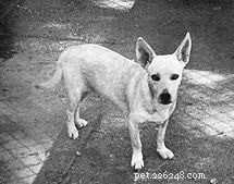 Informations sur la race de chien Hawaiian Poi (éteint)