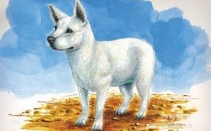 Informações sobre raças de cães Hawaiian Poi (extintas)