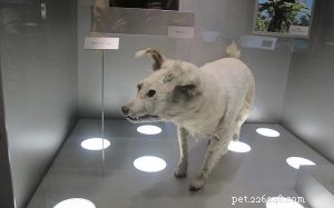 クリ/ポリネシアの犬の品種情報（絶滅） 