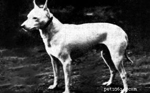 Informações sobre a raça do cão English White Terrier (Extinto)