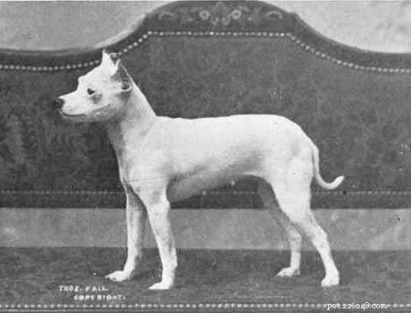 Engelsk vit terrier (utdöd) hundrasinformation
