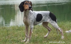 Informações sobre a raça do cão Rastreador Brasileiro (extinto)