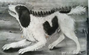 Informazioni sulla razza del cane Norfolk Spaniel (estinto)