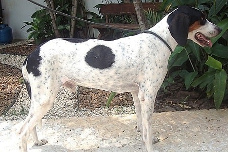 Informace o plemeni raseadorského brazilského (zaniklého) psa