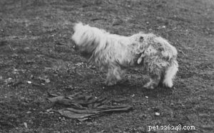 Салишская шерстяная собака или комокс (вымершая) информация о породе собак