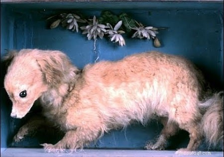 Informace o plemeni sališského psa nebo komoxského (vyhynulého) psa