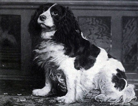 Informatie over hondenras Norfolk Spaniel (uitgestorven)