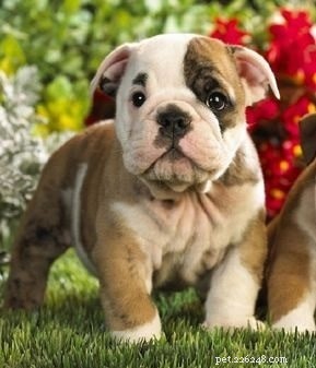 Informações sobre a raça do cão Bulldog de brinquedo (extinto)