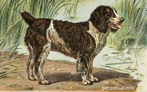 Informations sur la race de chien Épagneul d eau anglais (éteint)