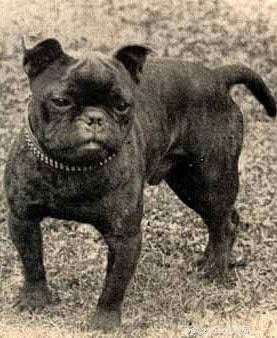 Informações sobre a raça do cão Bulldog de brinquedo (extinto)