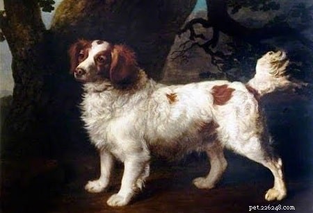Informações sobre raças de cães do Spaniel de água inglês (extinto)