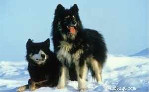 Sakhalin Husky Dog/Karafuto-Ken Rasinformatie (Uitgestorven)