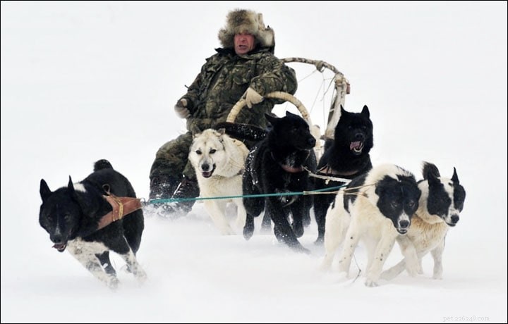 Sakhalin Husky Dog/Karafuto-Ken rasinformation (utdöd)