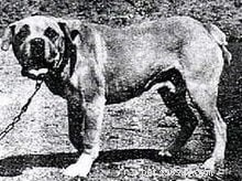 Informações sobre a raça do cão Mastim Terceira (extinta)