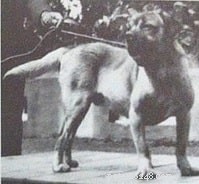 Terceira Mastiff(멸종) 개 품종 정보