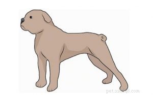 Terceira Mastiff (utdöd) hundrasinformation