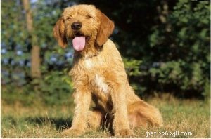 Informazioni sulla razza del cane Griffon Fauve de Bretagne (grande) (estinto)