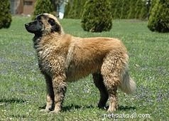 Informazioni sulla razza canina Dalbo (estinto)