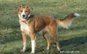 Informations sur la race de chien Welsh Hillman (éteint)