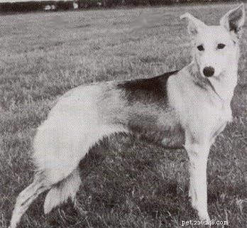 Informações sobre a raça de cães Welsh Hillman (extinta)