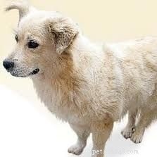 Informations sur la race de chien Chiribaya (disparue)