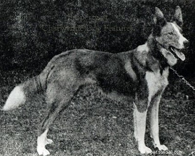 Informações sobre a raça de cães Welsh Hillman (extinta)