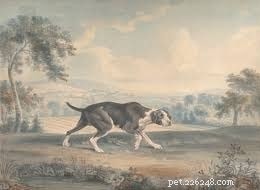Informações sobre a raça do cão Pointer espanhol antigo (extinto)