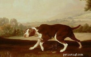 古いスペインのポインター（絶滅した​​）犬の品種情報 