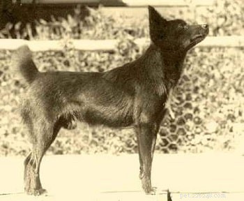 Информация о таитянской (вымершей) породе собак