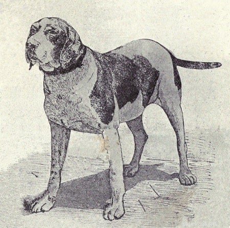 Старый испанский пойнтер (вымершая) информация о породе собак