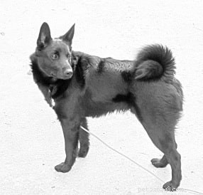 Informações sobre raças de cães Seskar Seskar (extinta)