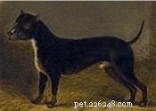Informations sur la race de chiens Bull and Terrier (disparue)