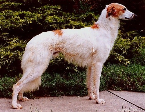 長い髪のホイペット犬の品種 