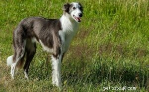 シルケンウインドハウンド犬の品種 