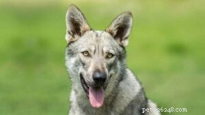 Informações sobre a raça Saarloos Wolfdog