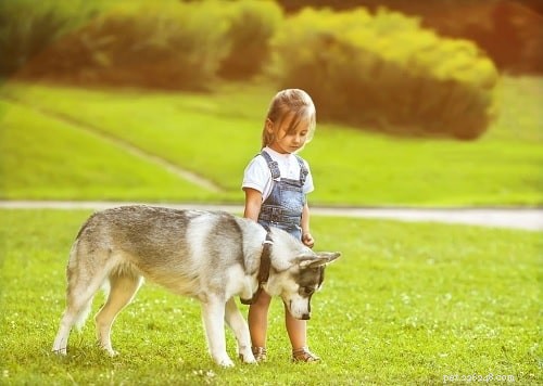 Информация о породе сарлосской волчьей собаки 