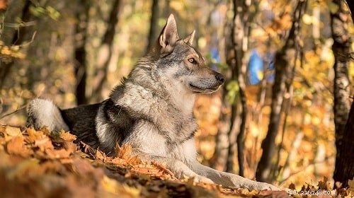 Informations sur la race de chien-loup de Saarloos