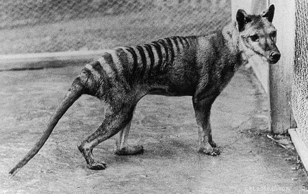 Thylacine Hundrasinformation
