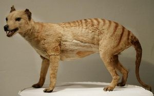 Informations sur la race de chien Thylacine