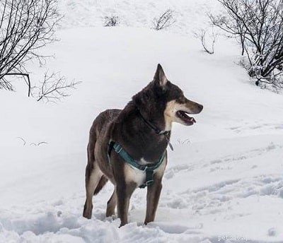 Laponský ovčák – informace o plemeni psa