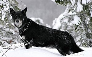 Лапландская овчарка – информация о породе собак