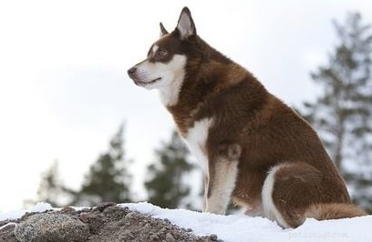 Berger de Laponie – Informations sur la race de chien